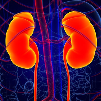 Florescent colorful kidneys on blue background.