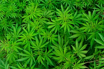 Photographic image of Marijuana plant leaves.