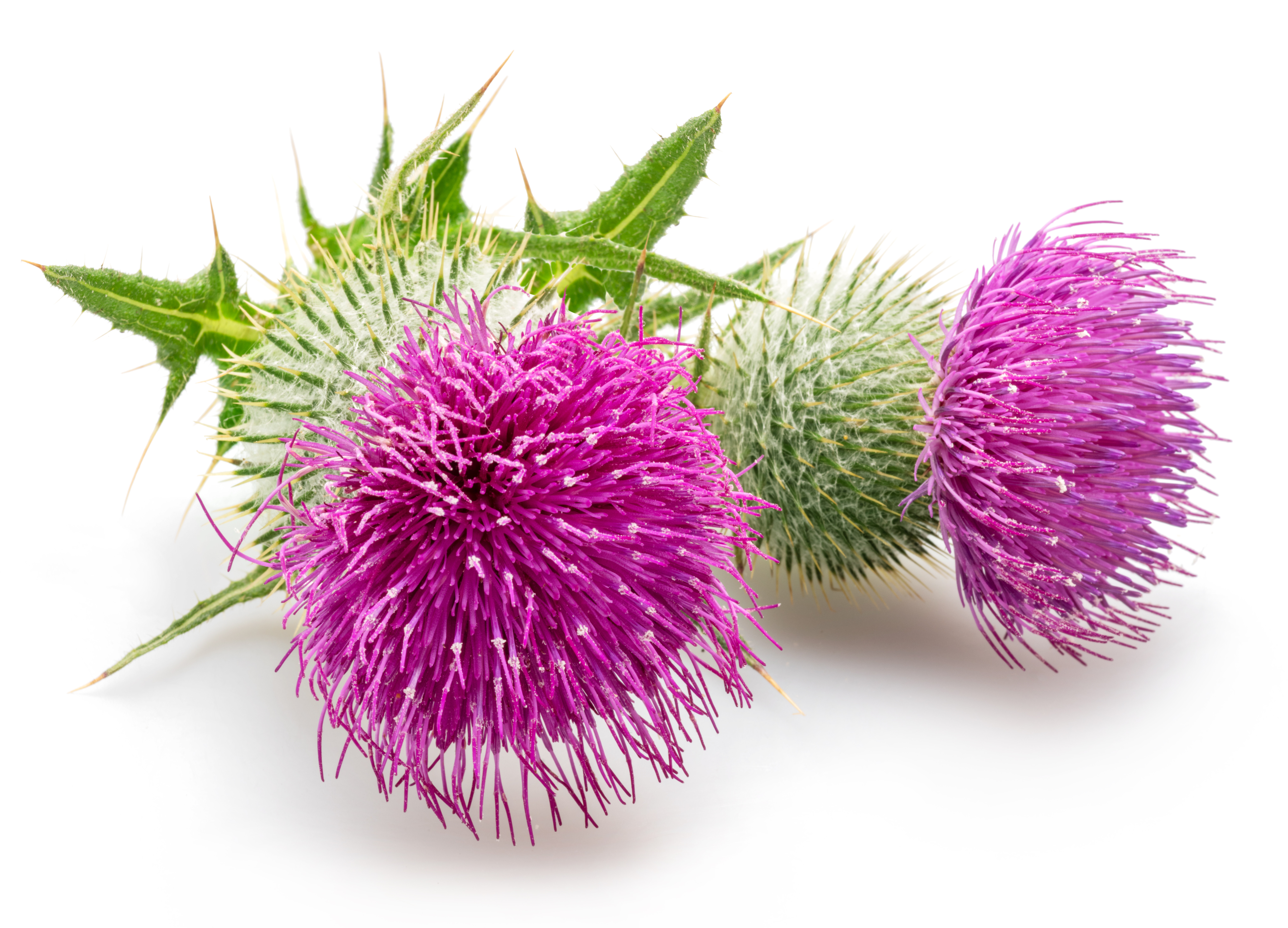 Milk Thistle