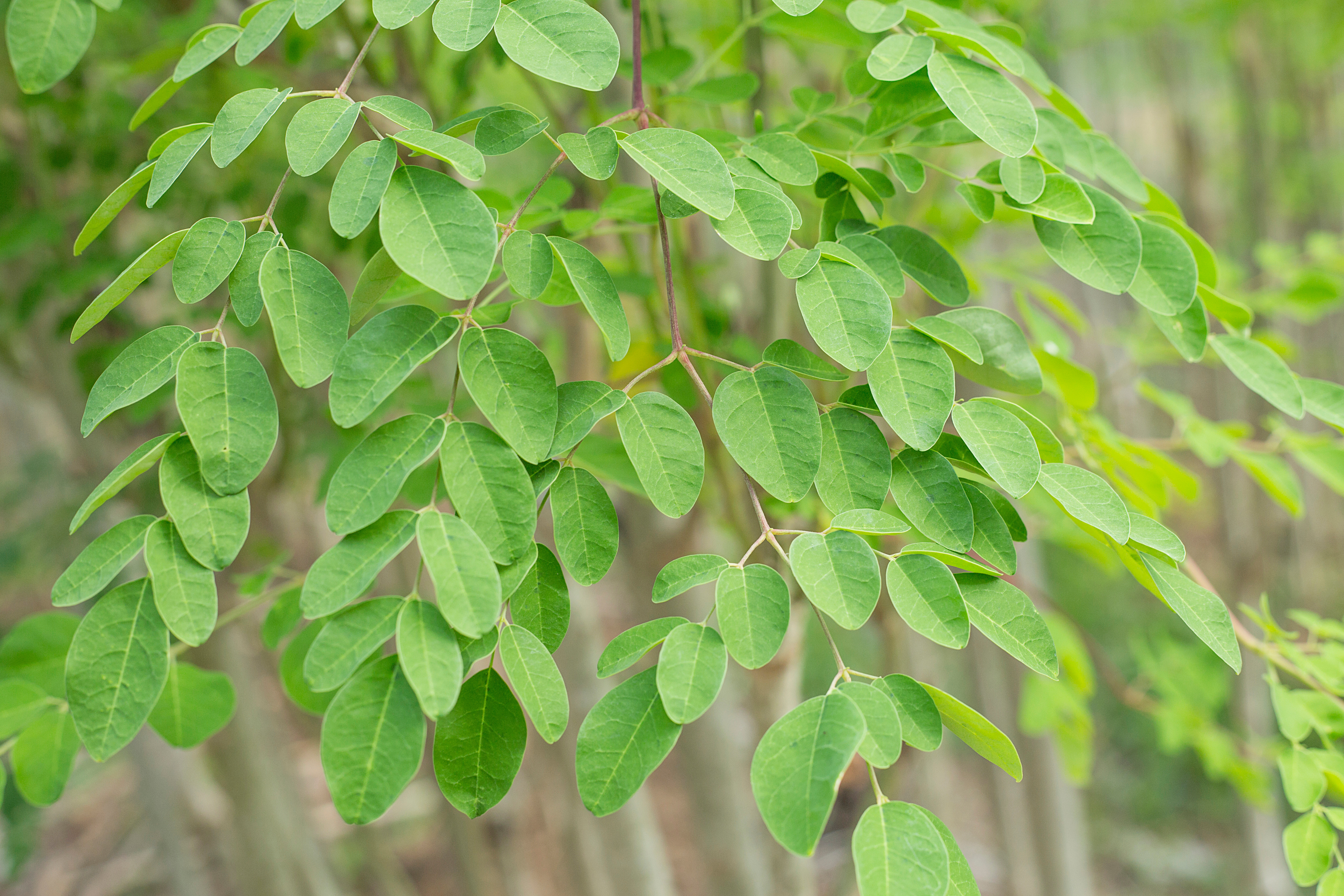 Moringa leaves
